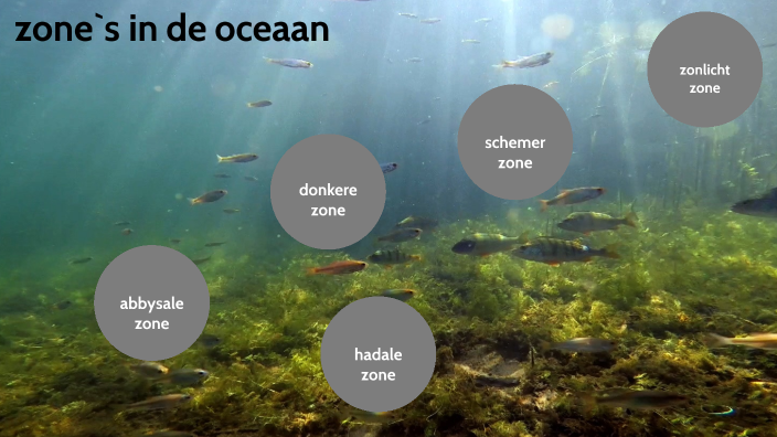 Zones in de oceaan by Vera Ebeli on Prezi