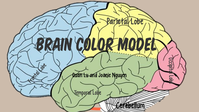 Brain Color Model by Joanie Builder on Prezi