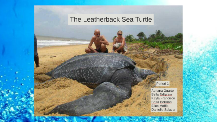 Sea Turtle PowerPoint: Leatherback by Chi Ken on Prezi