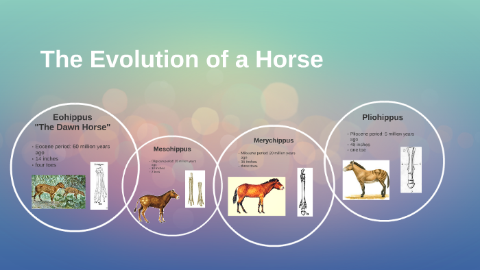 The Evolution of a Horse by Jaylynn Tortorelli on Prezi