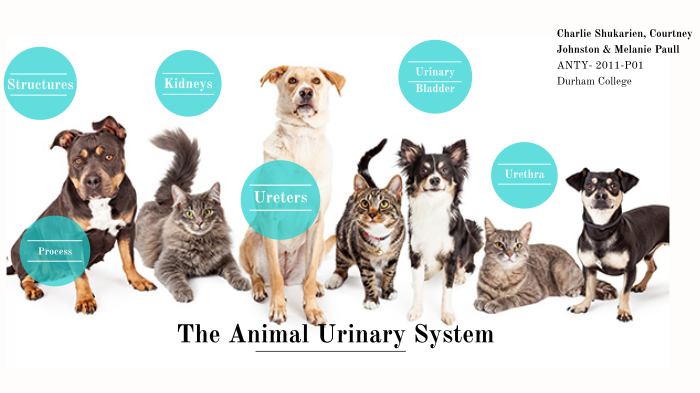 Animal Urinary System by Melanie Paull on Prezi