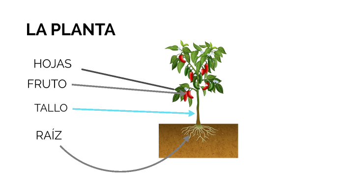 LA PLANTA by ALAVE GALLARDO ALEJANDRO on Prezi