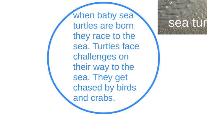 sea turtles by Emma Floodeen on Prezi