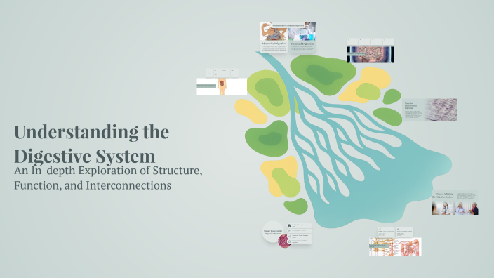 Understanding the Digestive System by Colton Moness on Prezi