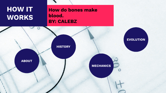 2 bones that make blood cells