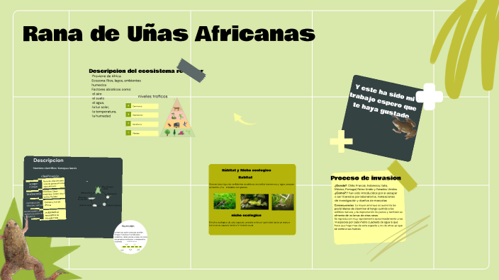 Rezi Rana Rana de Uñas Africanas by ELENA CEREZO BERNAL on Prezi