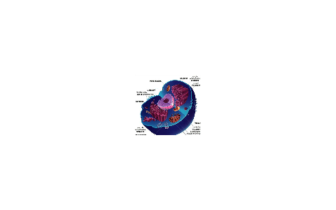 AP Biology: Ch.5 Cell Structure & Function by Simon Cedeno on Prezi
