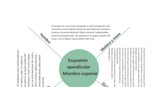 Mapa cognitivo de Araña by Tanja Schirrmacher on Prezi Design