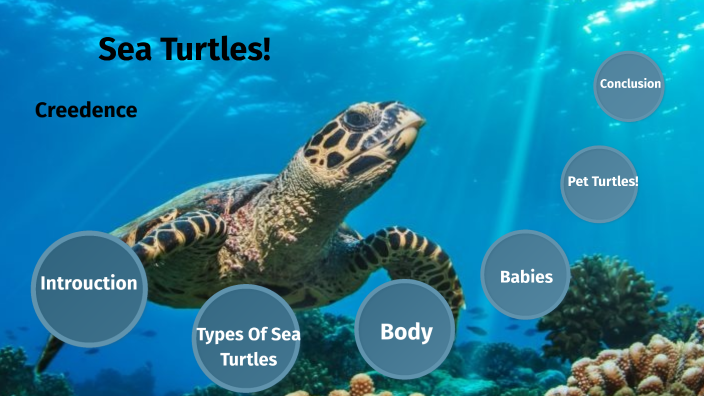 Sea Turtles by Creedence LaCrosse on Prezi