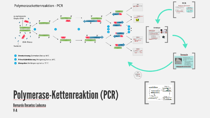 Polymerase-Kettenreaktion (PCR) By Ber Ledesma On Prezi