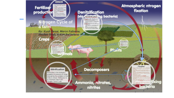Nitrogen Cycle by Shailee Shah on Prezi