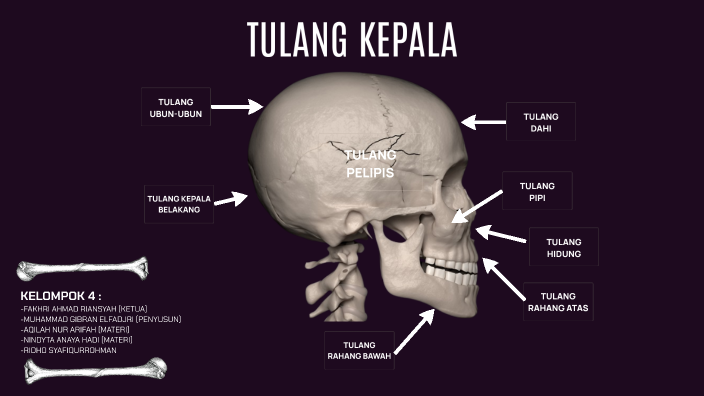 TULANG KEPALA by G. Fadjri on Prezi