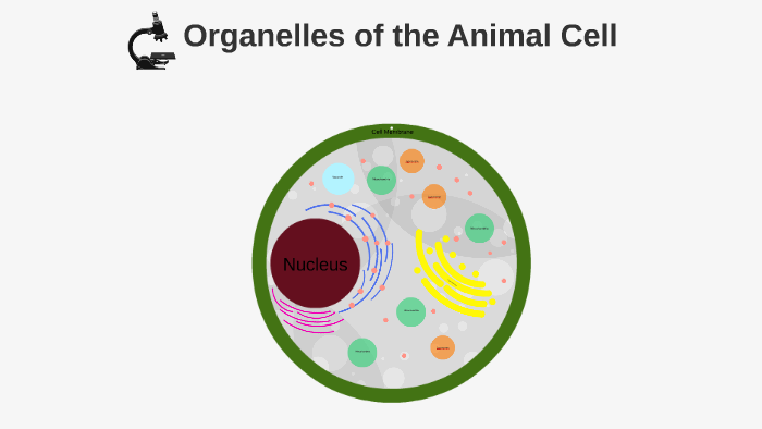 Animal Cell Diagram by Anna Heath on Prezi