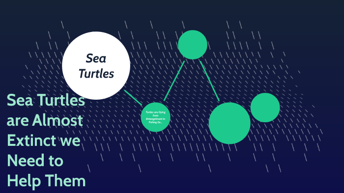 Sea Turtles by Isaac Barron on Prezi