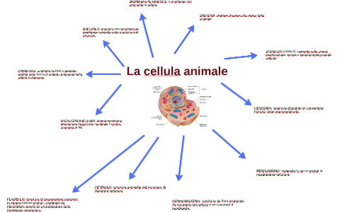 La cellula animale by Sonia Pautasso on Prezi