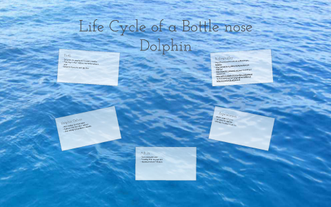 dolphin life cycle diagram for kids