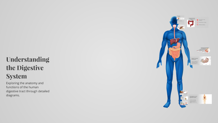 Understanding the Digestive System by Aiym Zhanbyrova on Prezi