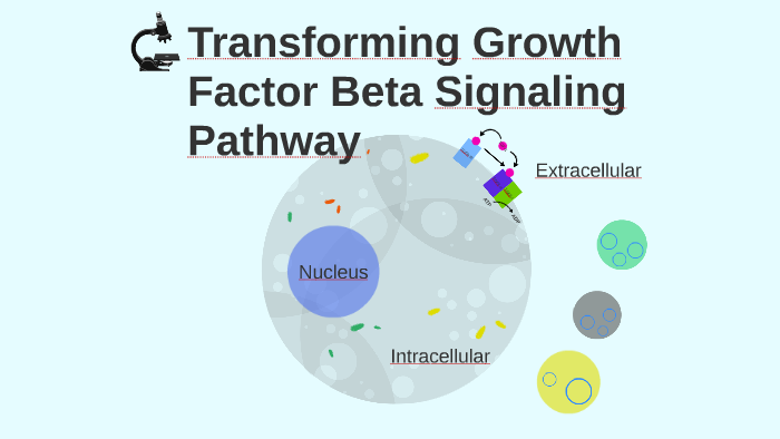 Transforming Growth Factor Beta Signaling Pathway by Maddie Dumaran on ...