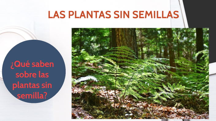 plantas sin semillas