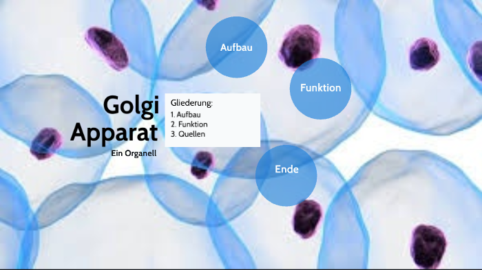 Golgi Apparat by Johanna Zenner on Prezi
