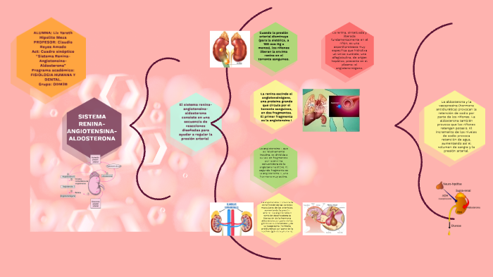 SISTEMA RENINA- ANGIOTENSINA- ALDOSTERONA by Karen Anahi Hipólito Meza on  Prezi Next