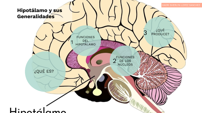 Hipotálamo y sus Generalidades by sherlyn kaori on Prezi Next