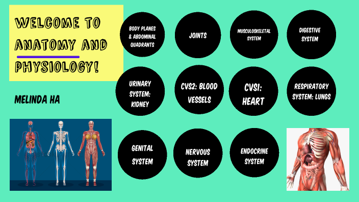 Anatomy & Physiology by Melinda H on Prezi