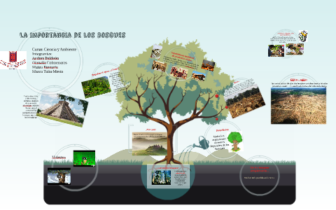 La Importancia De Los Bosques By Tulio Mesta On Prezi