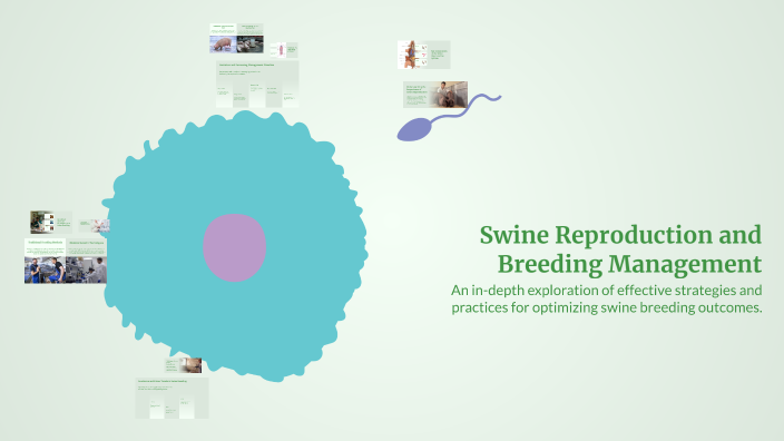 Swine Reproduction and Breeding Management by bryan roylo on Prezi