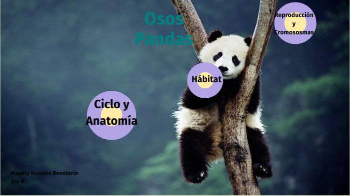 Osos Pandas By Mayely Rosales On Prezi