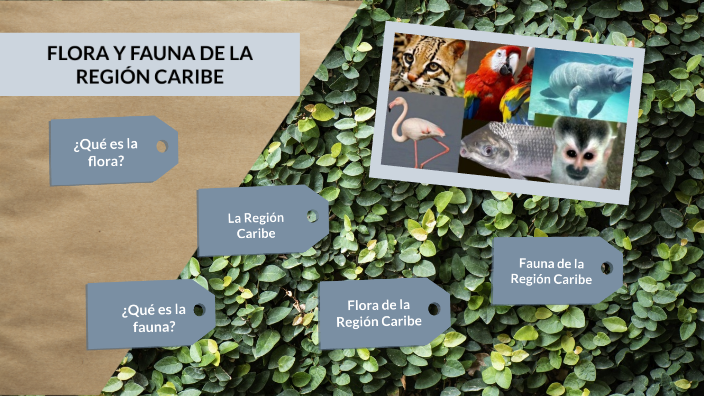 Flora Y Fauna De La Región Caribe By Mariangelica Ujueta On Prezi