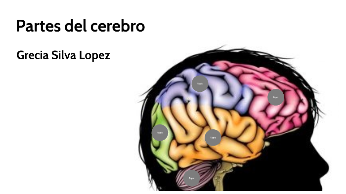 Partes del cerebro by Grecia Silva Lopez on Prezi