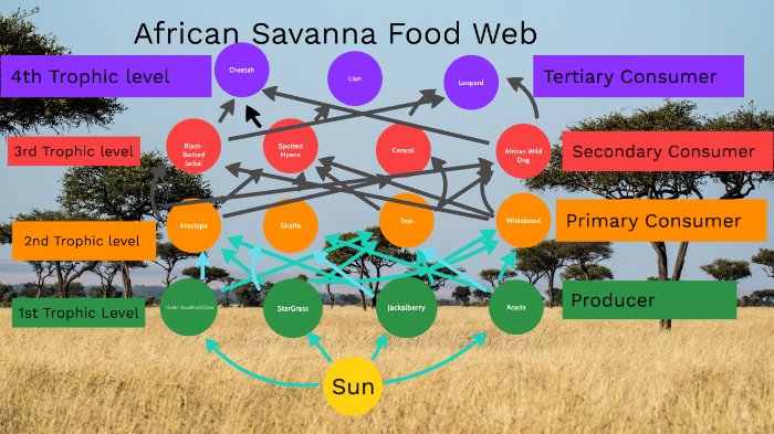 African Savannah Food Chain by cody tollestrup on Prezi