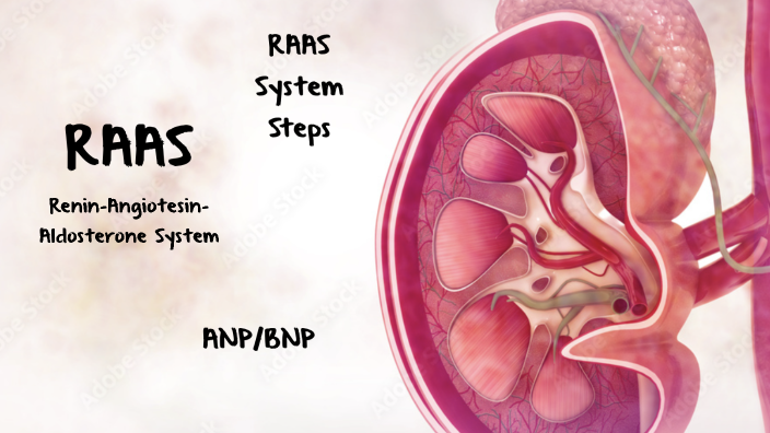 RAAS Activity by Lorena Raiola Mortensen on Prezi