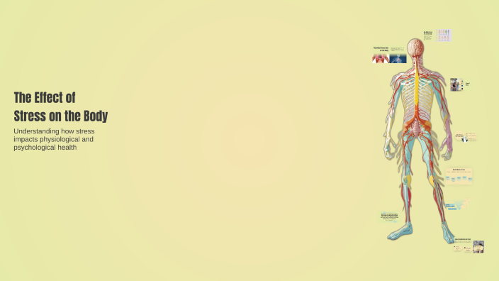 The Effect of Stress on the Body by Ashleigh Nagel on Prezi