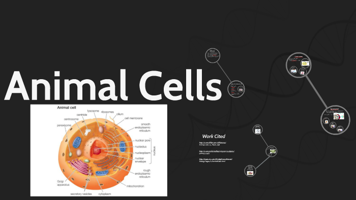 Animal Cells by Nolan Tumacder on Prezi