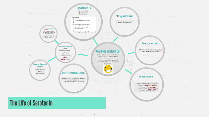 The Life Cycle of Serotonin by Kimberly Ryan