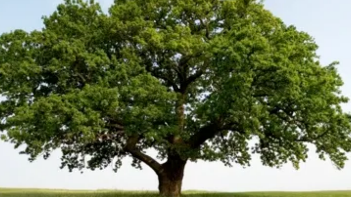 Sotto Family Tree by Gabriel Zantua on Prezi