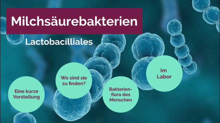 Zu Wenig Milchsäurebakterien In Der Scheide prezi.com