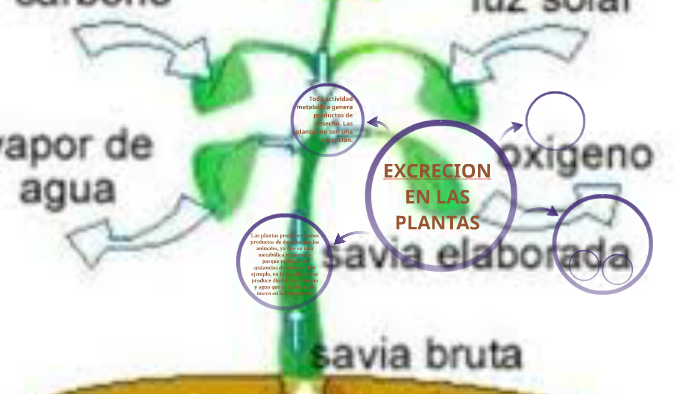 EXCRECION EN LAS PLANTAS by Lucero Fernandez Chiroque