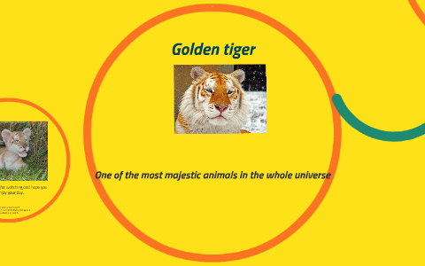 Golden tiger by Luyando Chinganya