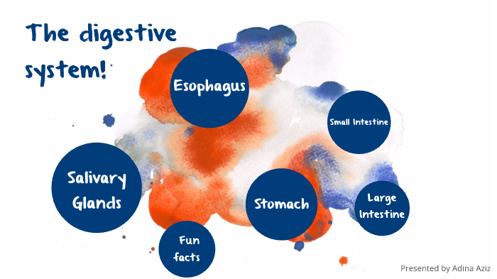the digestive system by Adina Aziz on Prezi