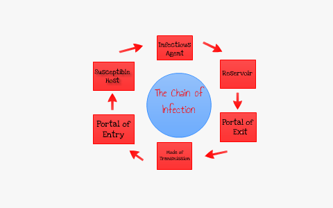 The Chain of Infection by Angela Lee on Prezi