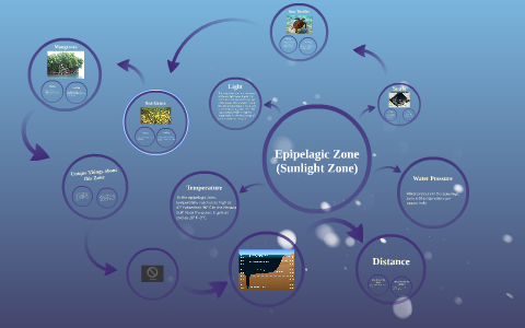 Epipelagic Zone by Annie Davis on Prezi