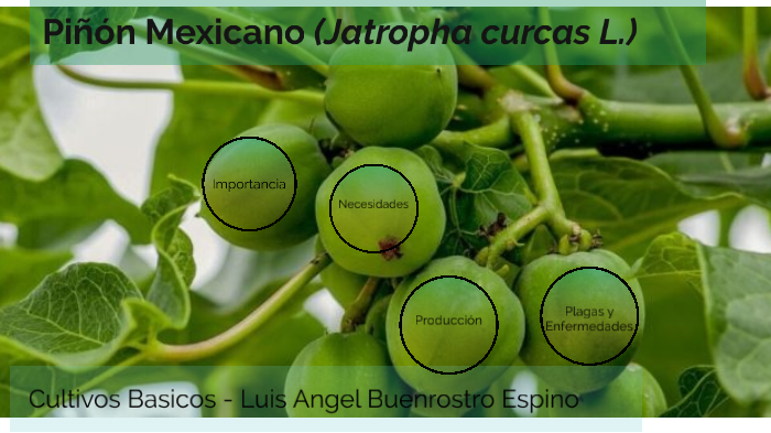 Piñon mexicano by Angel Espino on Prezi