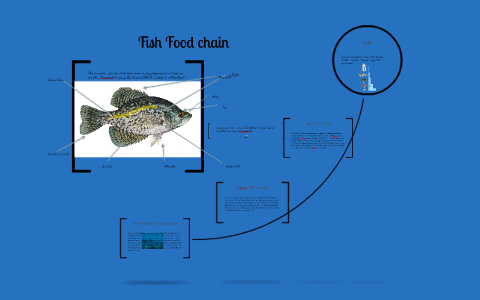 Fish Food chain by Cole R.