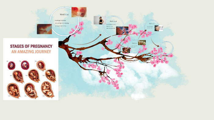 Stages of Prenatal Development by Rebecca Root on Prezi