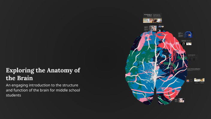 Exploring the Anatomy of the Brain by Sean Fischer on Prezi