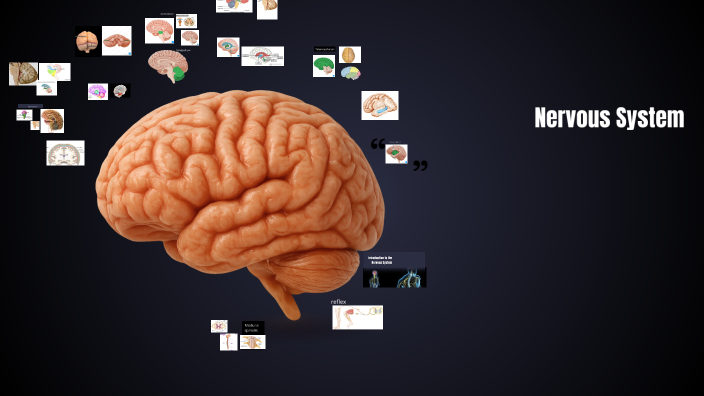 Undral Rascoe Understanding the Nervous System by Undral Undral on Prezi