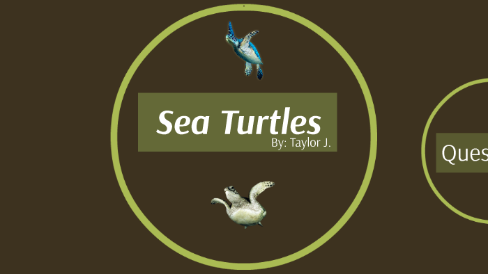 Sea Turtle by Taylor Joseph on Prezi